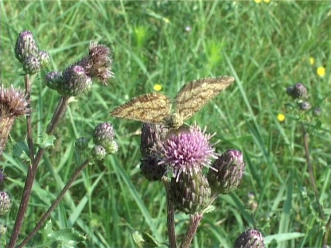 Heidespanner ( Ematurga atomaria ), Männchen : Kaiserstuhl, 14.07.2006 